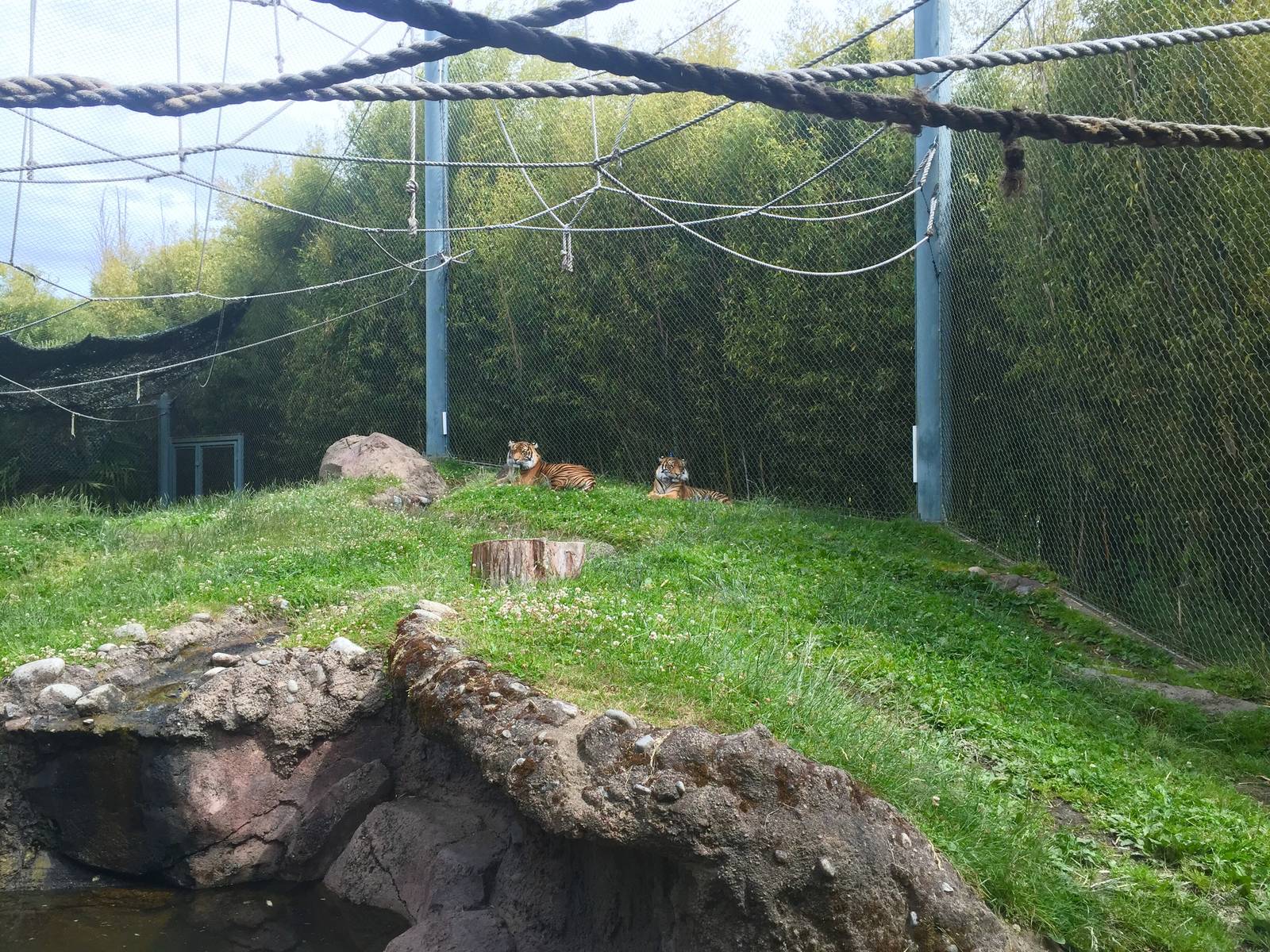 Sumatran Tiger Exhibit
