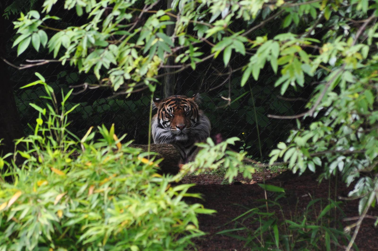 Sumatran Tiger Exhibit