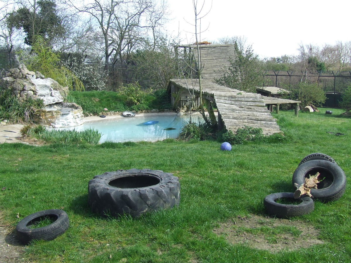 Sumatran Tiger exhibit