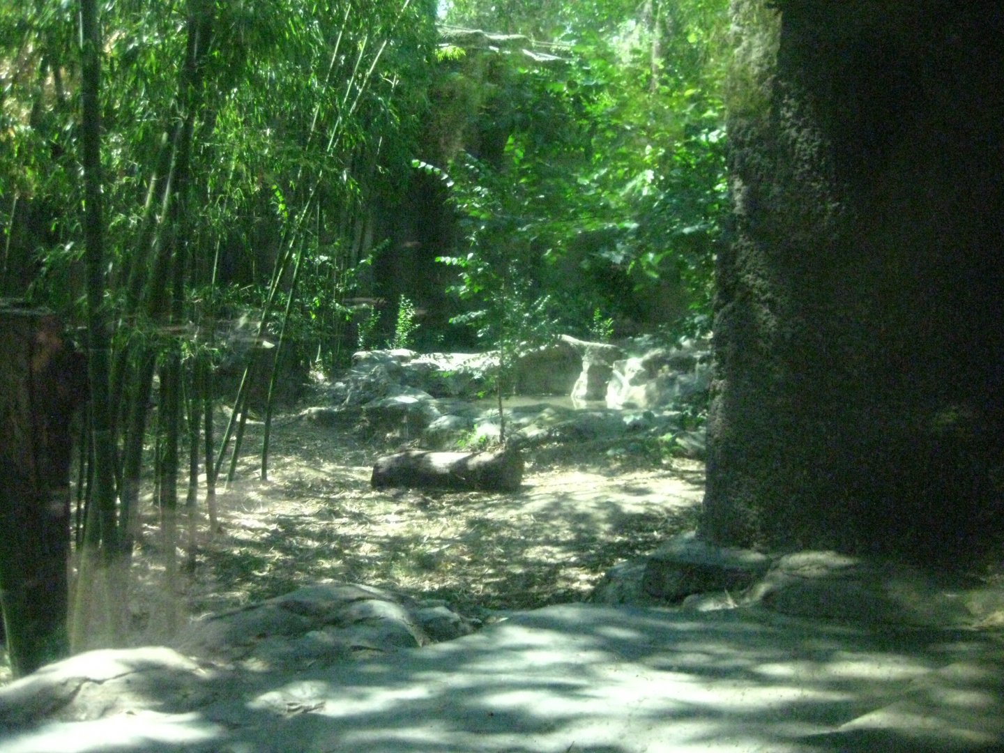 Sumatran Tiger Exhibit