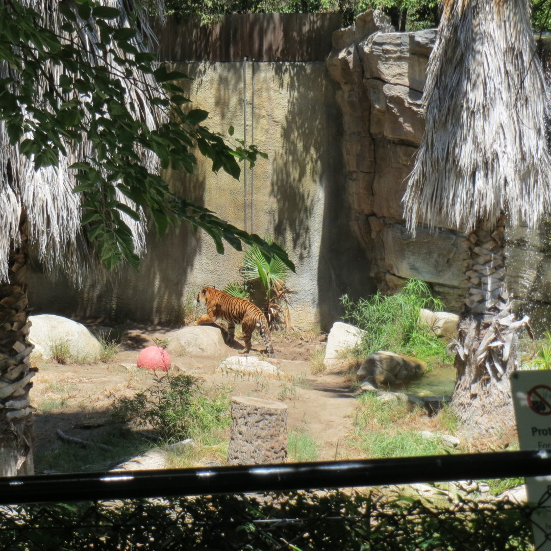 Sumatran Tiger Exhibit