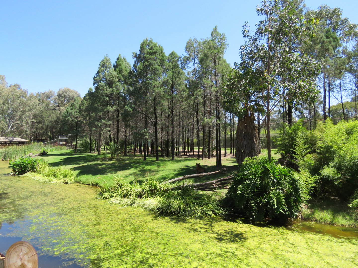 Sumatran Tiger Exhibit