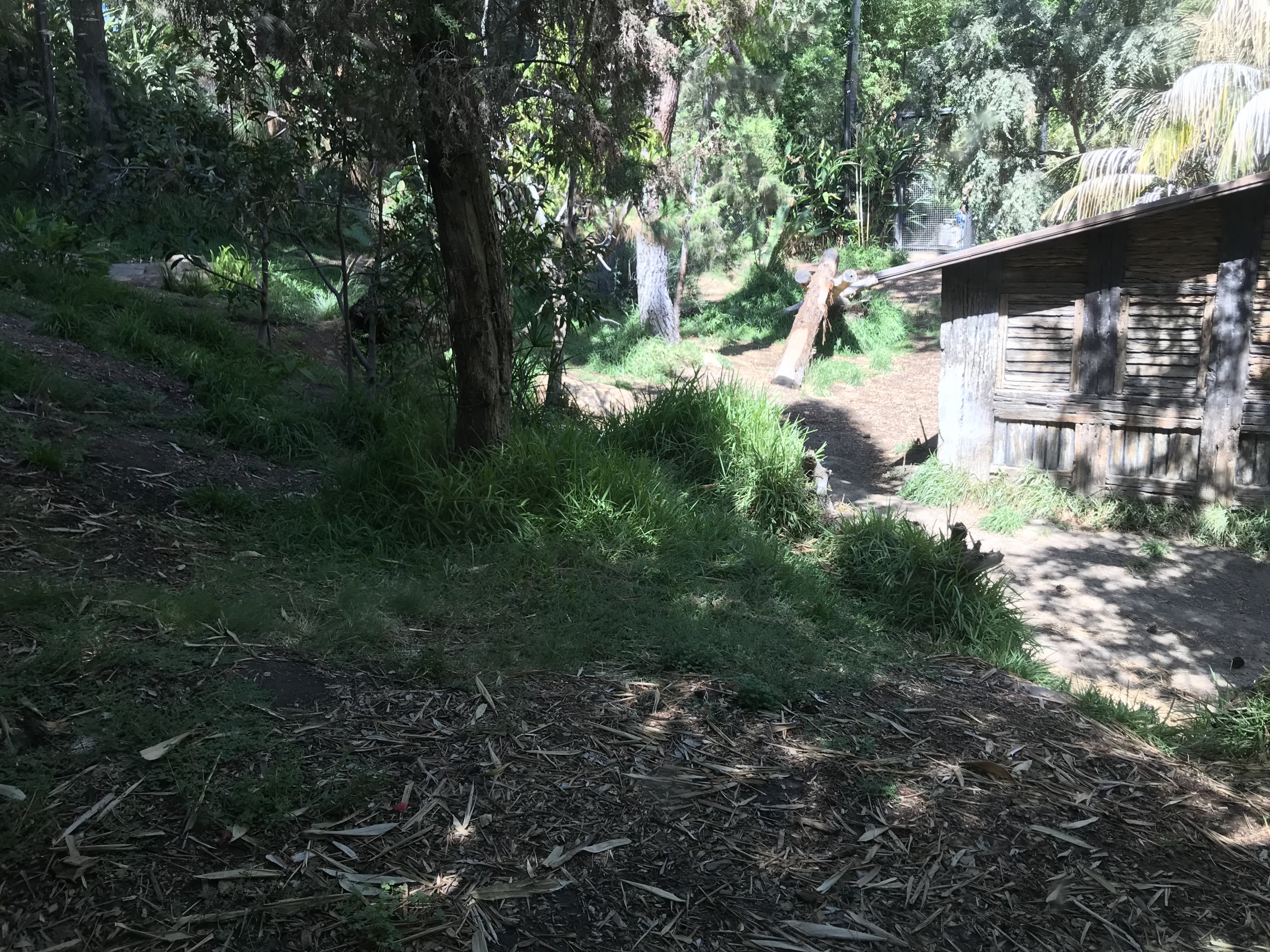 Sumatran Tiger Exhibit