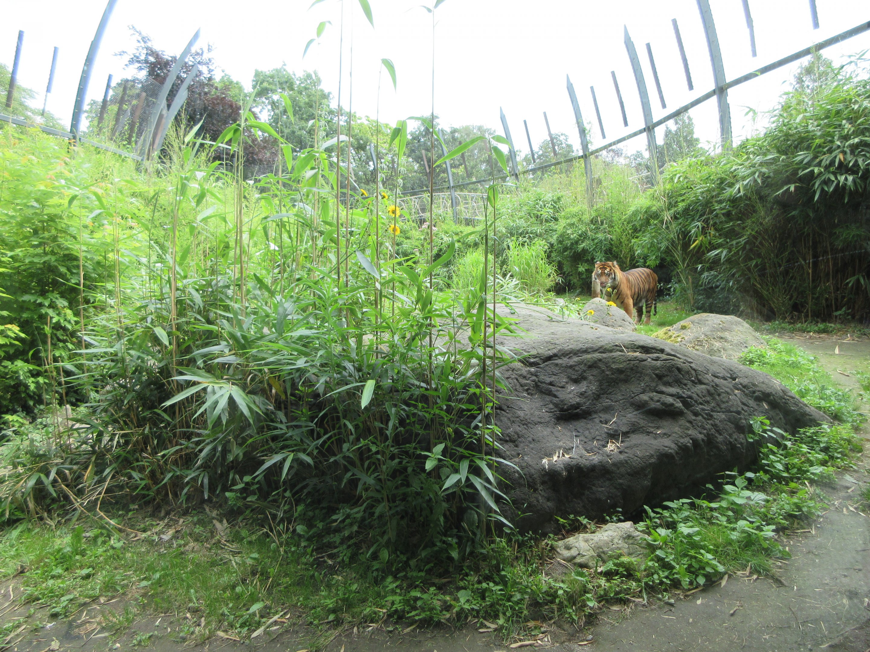 Sumatran Tiger Exhibit