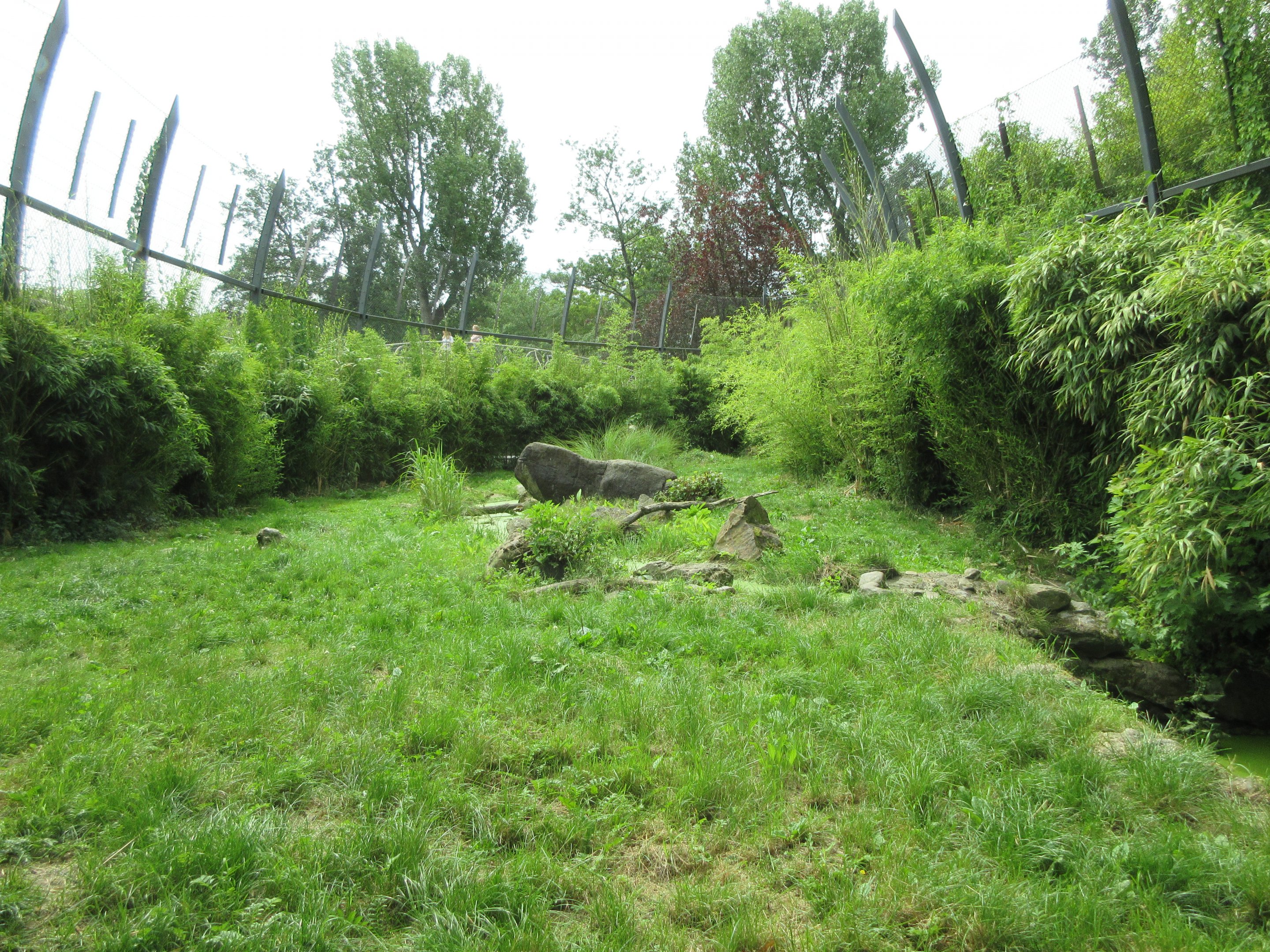 Sumatran Tiger Exhibit