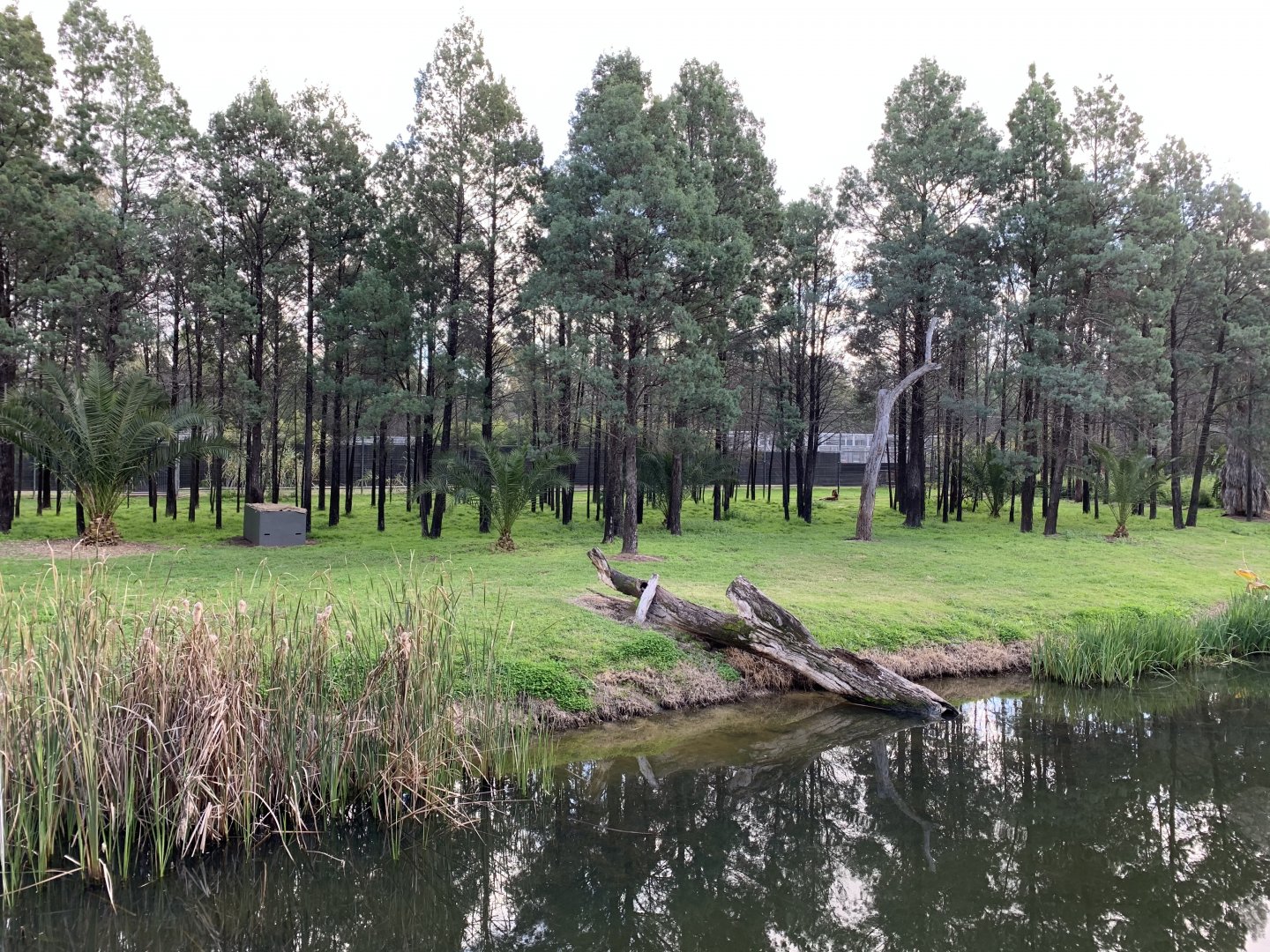 Sumatran Tiger Exhibit