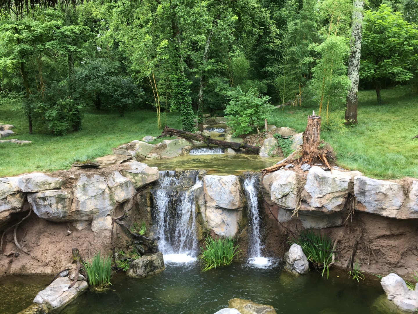 Sumatran Tiger exhibit