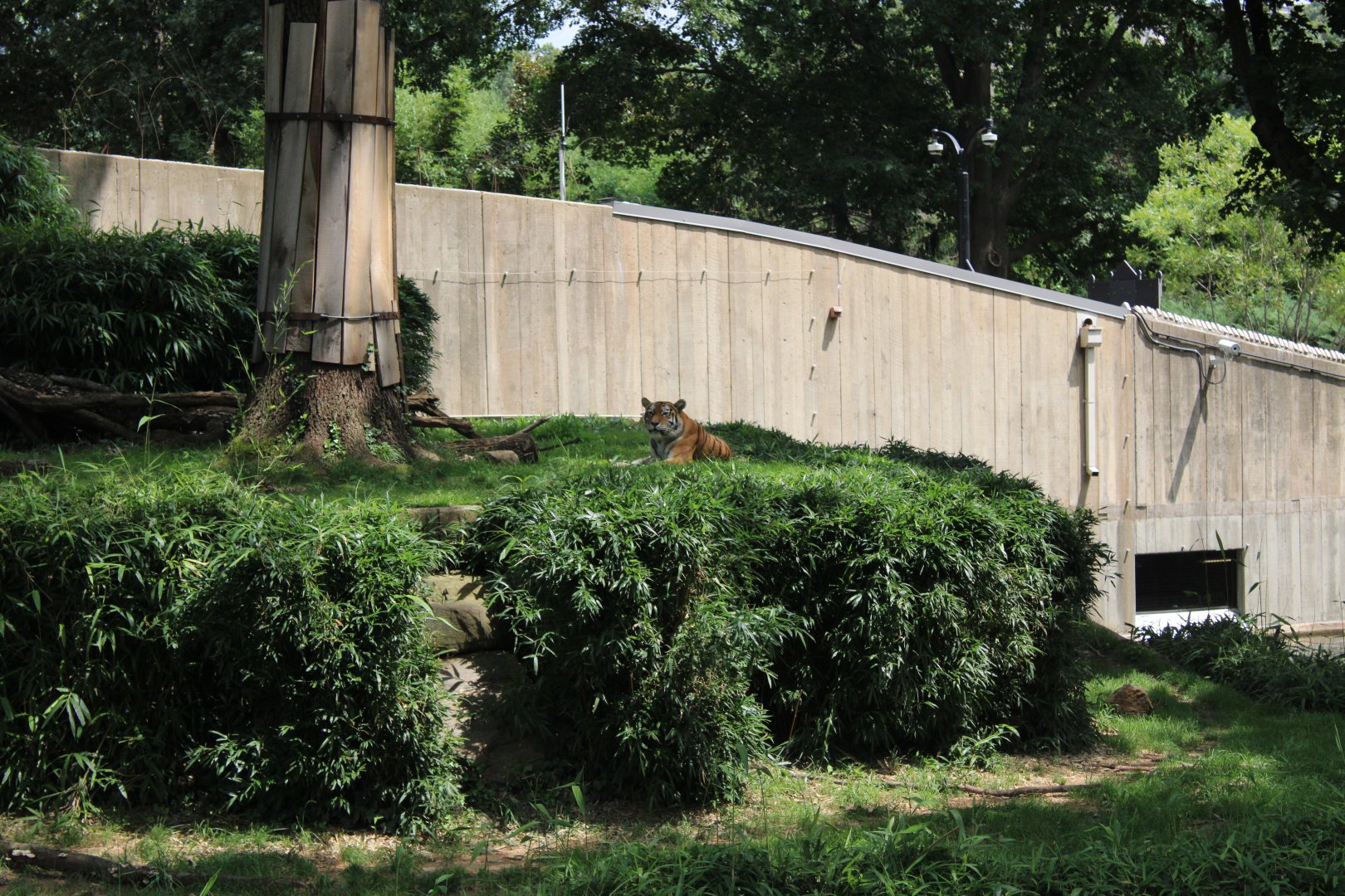 Sumatran Tiger Exhibit