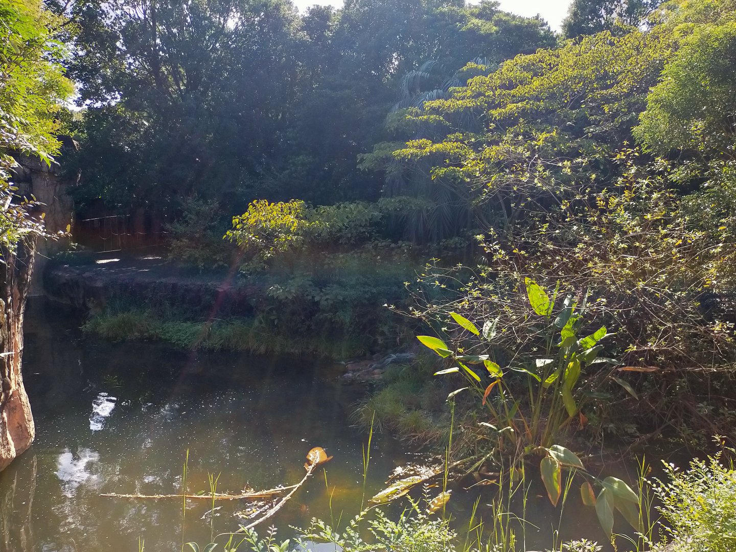 Sumatran tiger exhibit