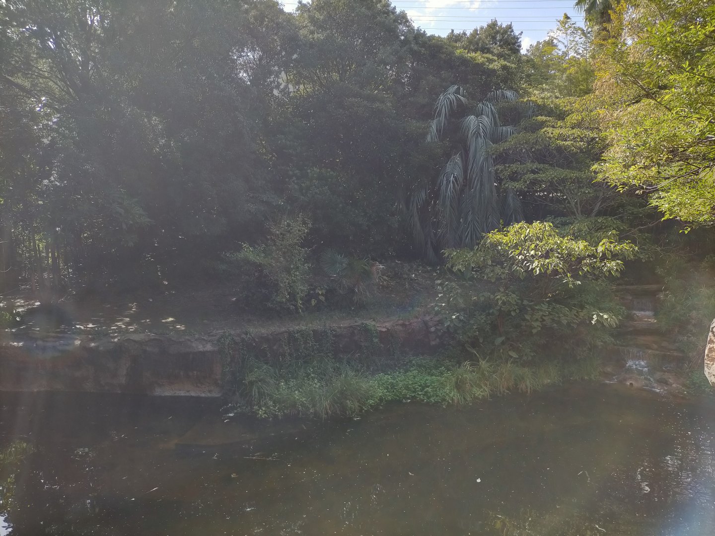 Sumatran tiger exhibit