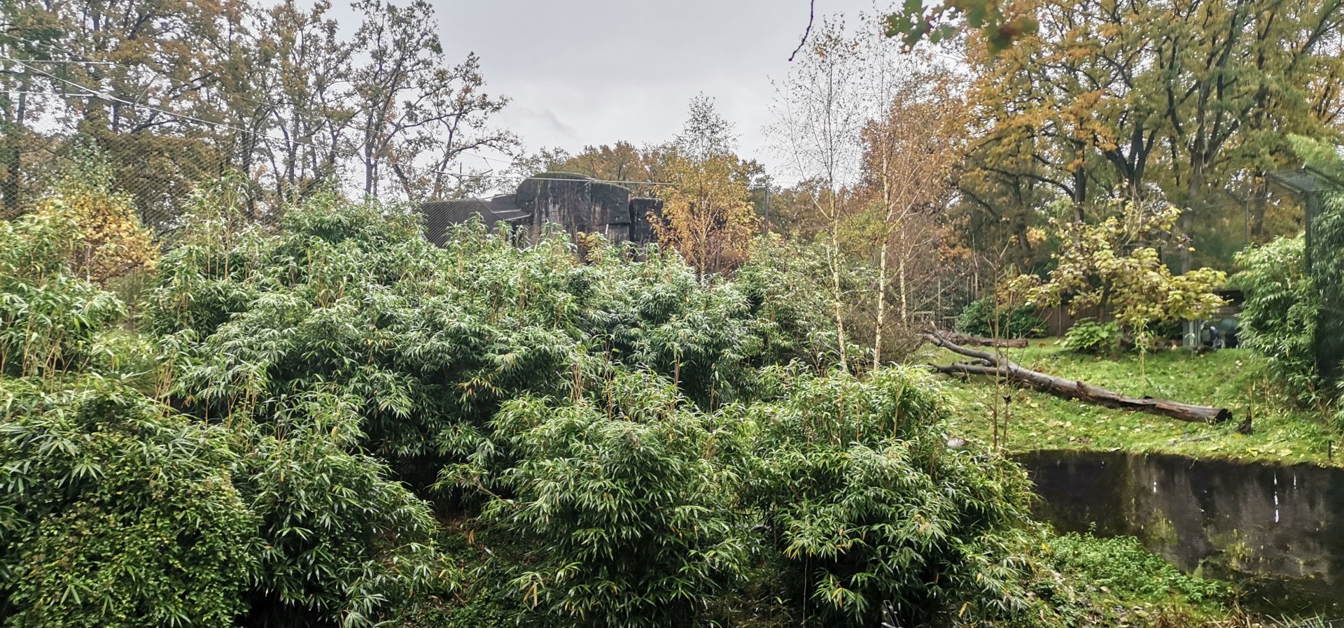 Sumatran Tiger exhibit