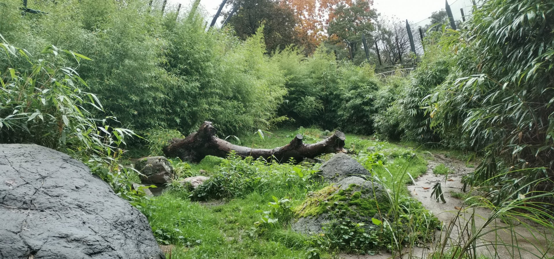 Sumatran Tiger exhibit