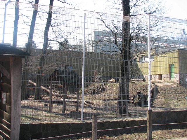 Sumatran tiger exhibit