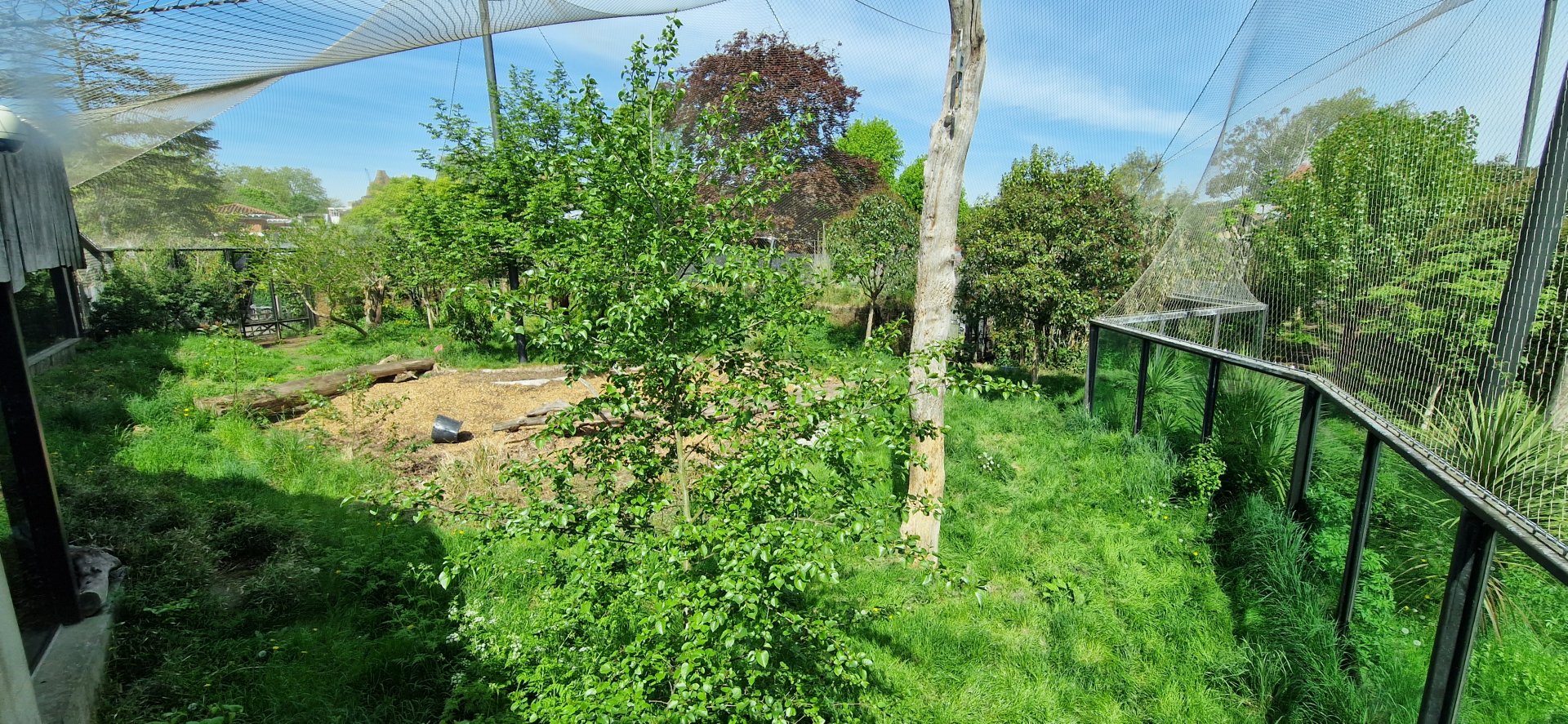 Sumatran Tiger exhibit