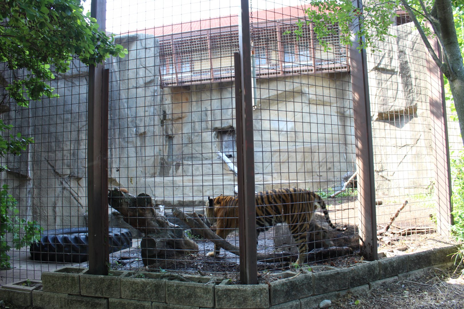 Sumatran Tiger Exhibit