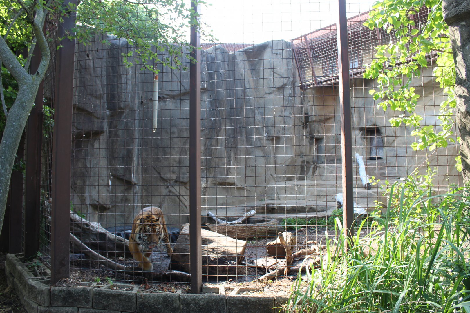 Sumatran Tiger Exhibit