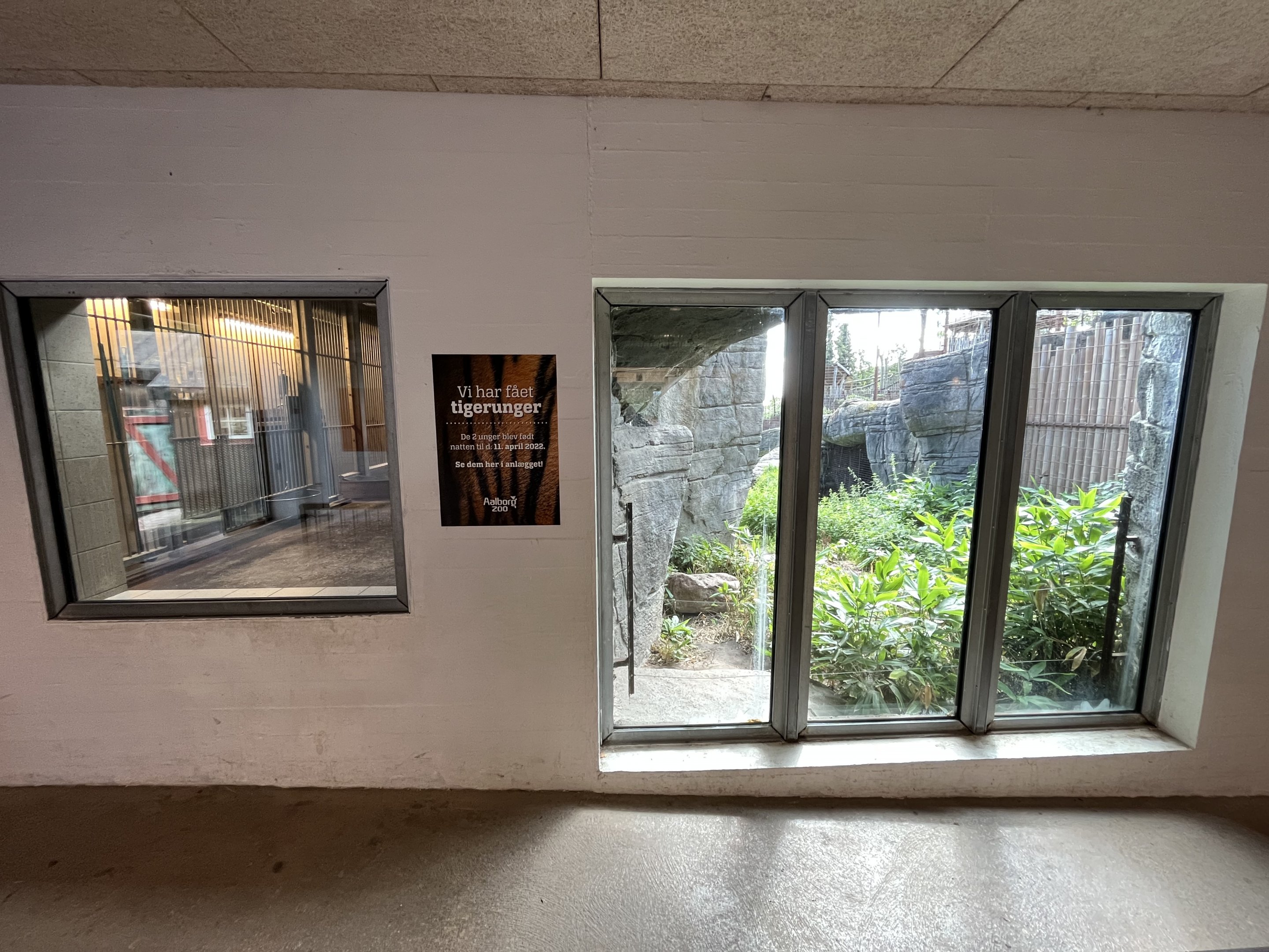 Sumatran Tiger Exhibit