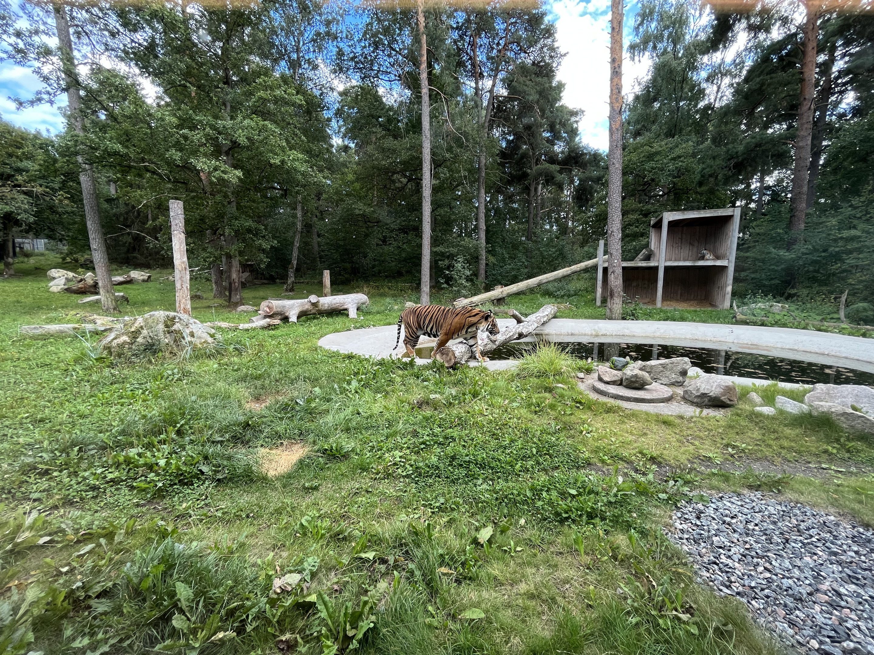 Sumatran Tiger Exhibit