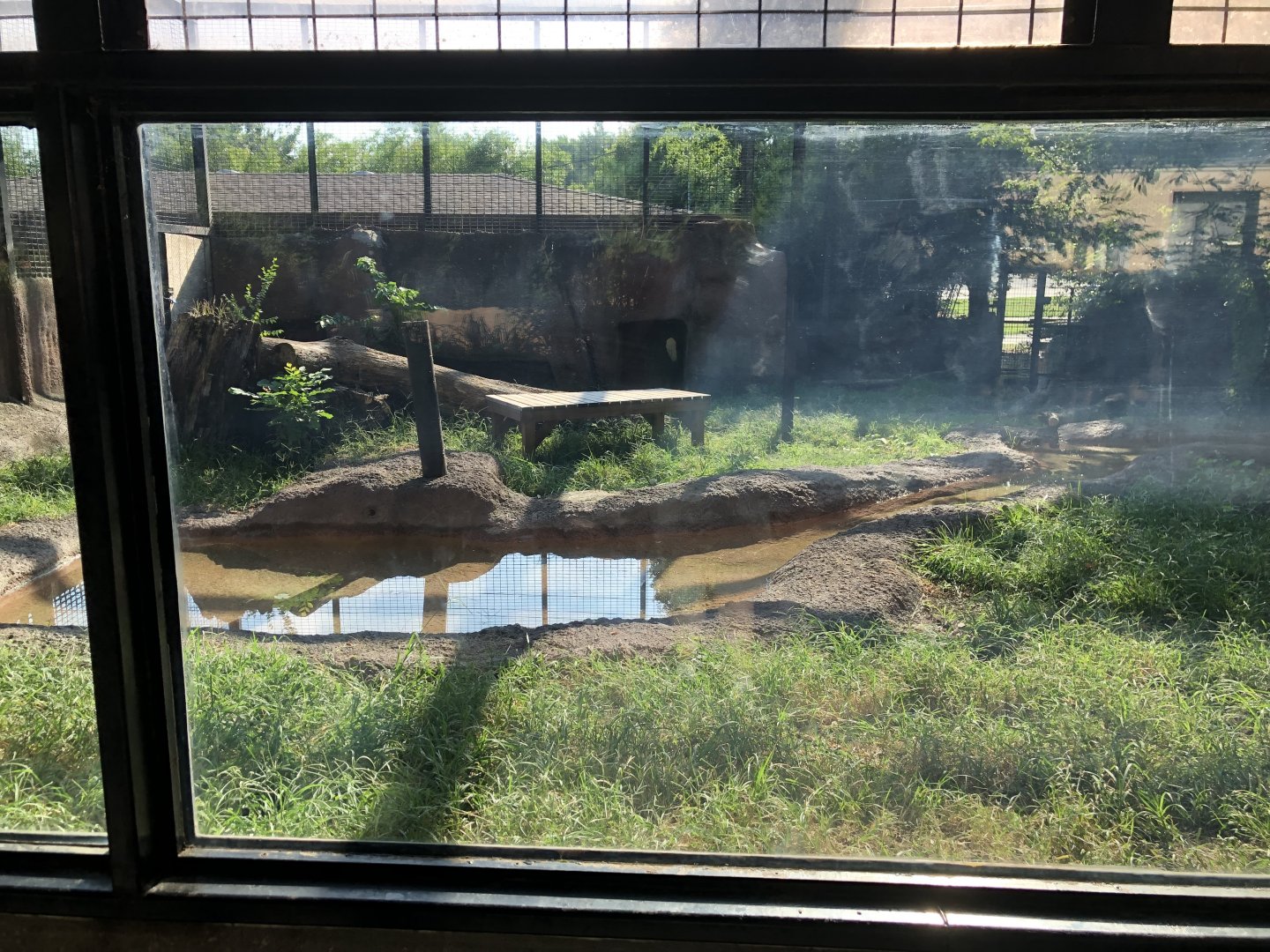 Sumatran Tiger Exhibit