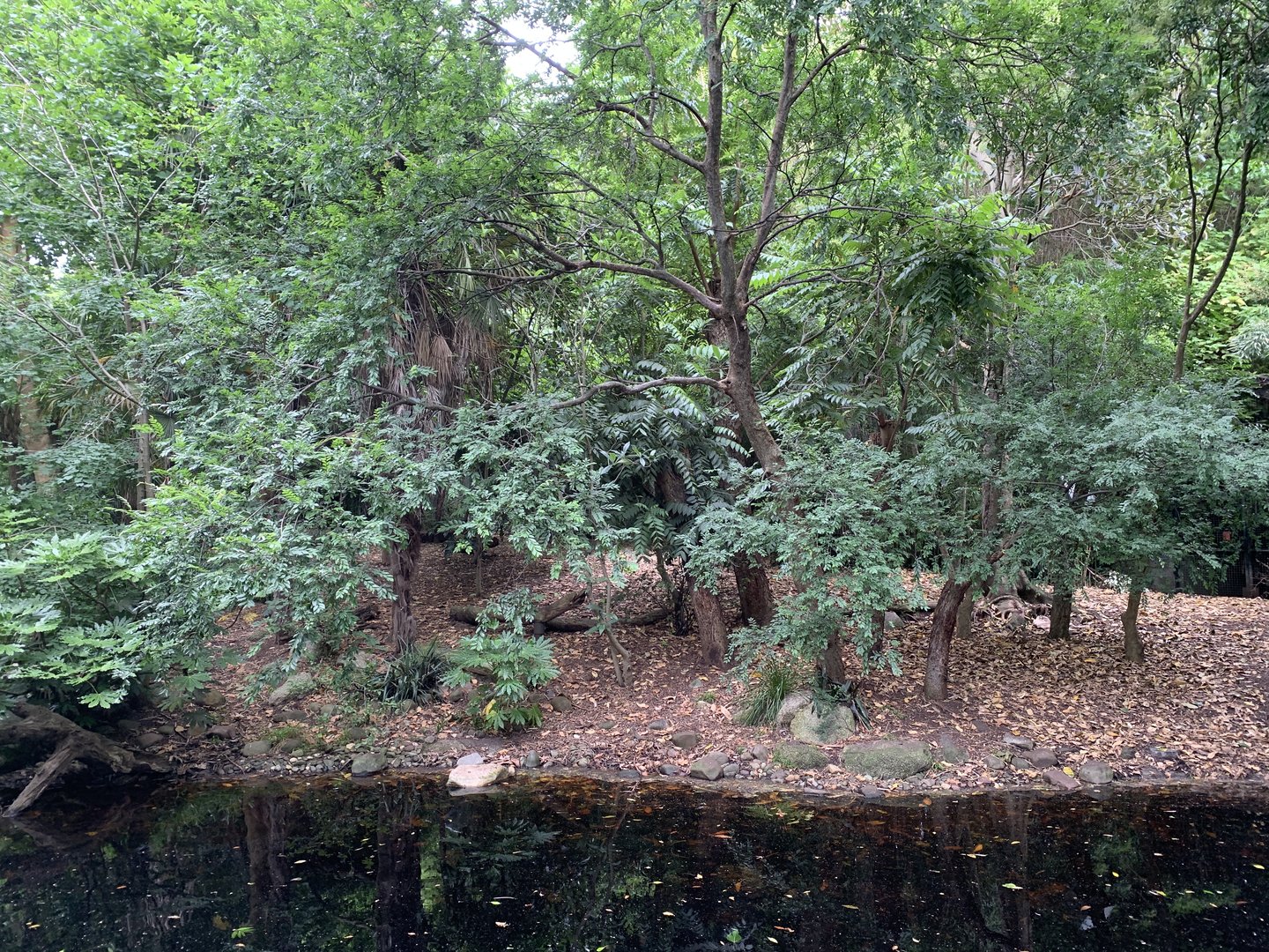 Sumatran Tiger Exhibit