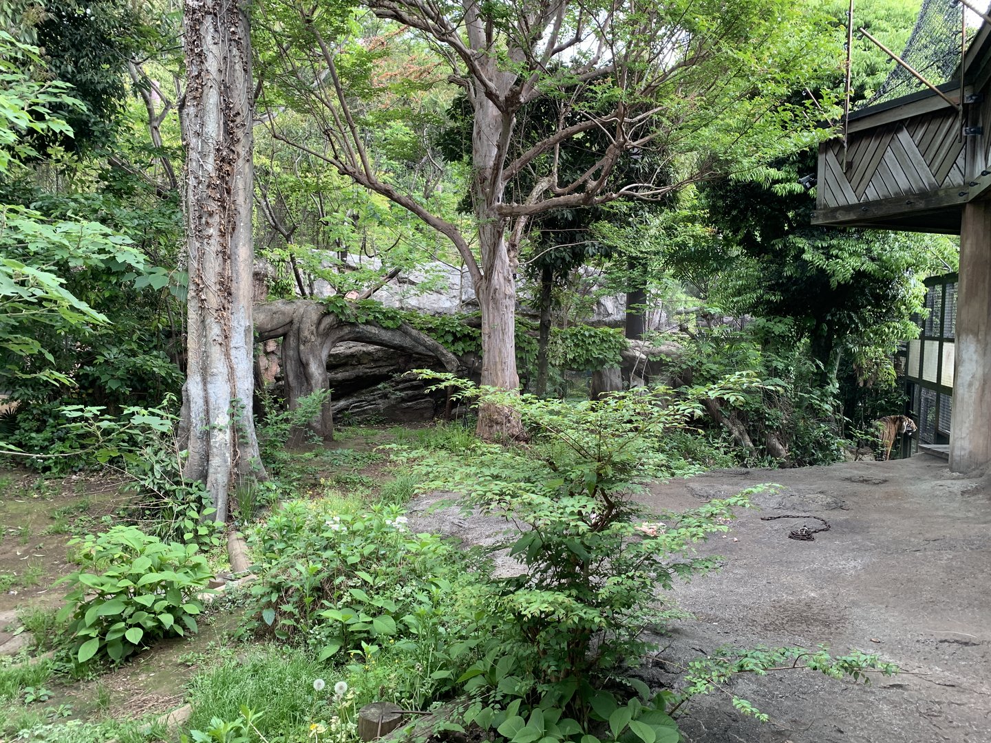 Sumatran Tiger Exhibit