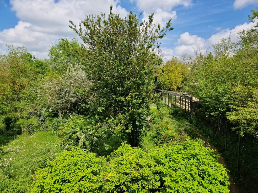 Sumatran Tiger exhibit