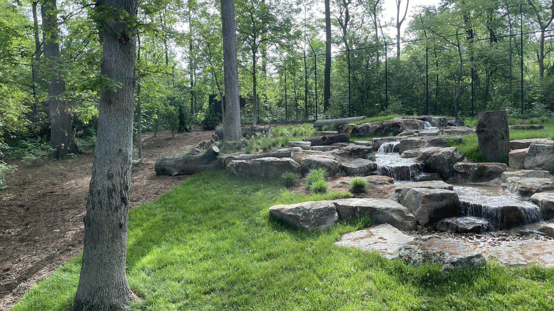 Sumatran tiger exhibit