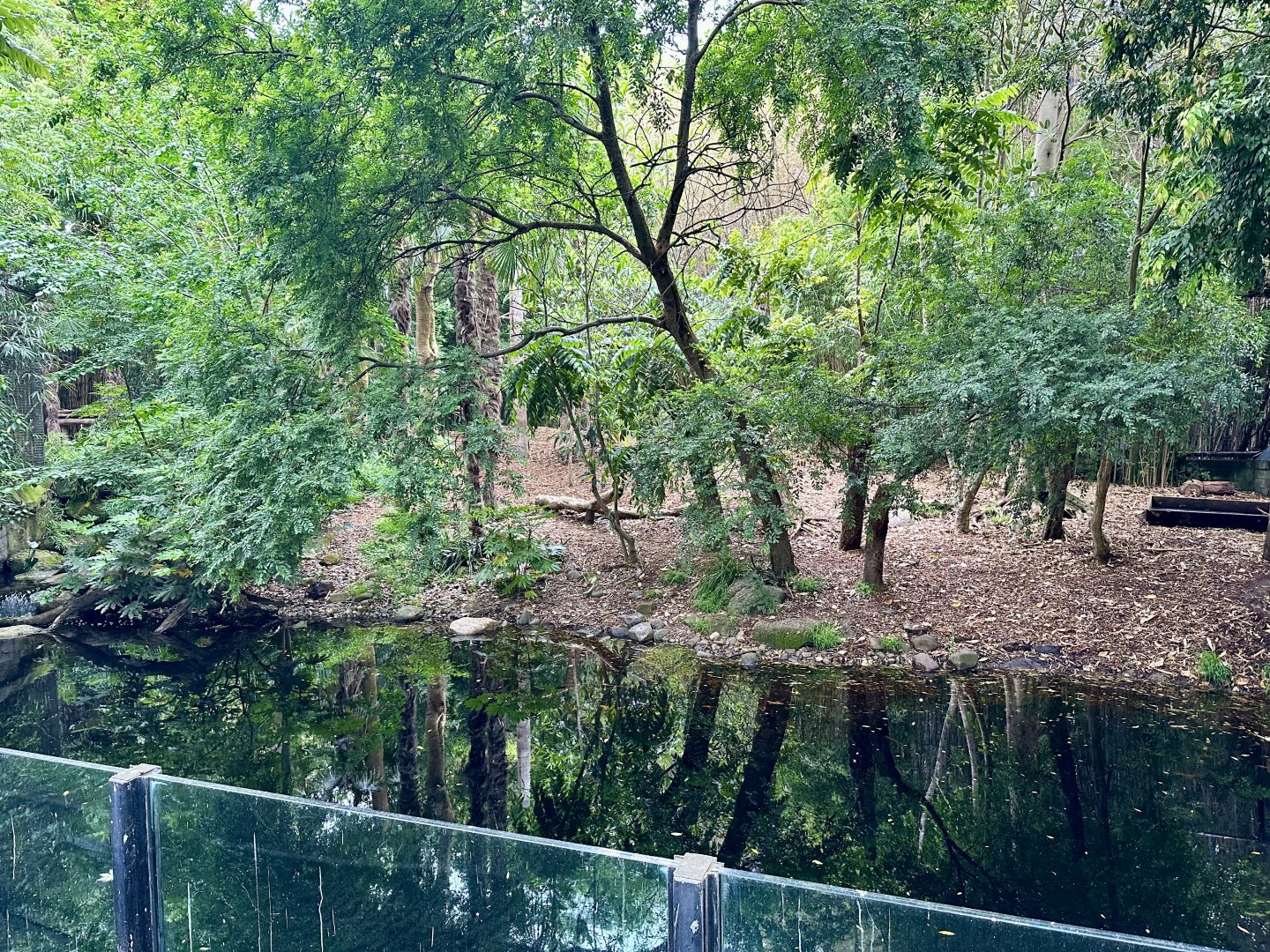 Sumatran Tiger Exhibit