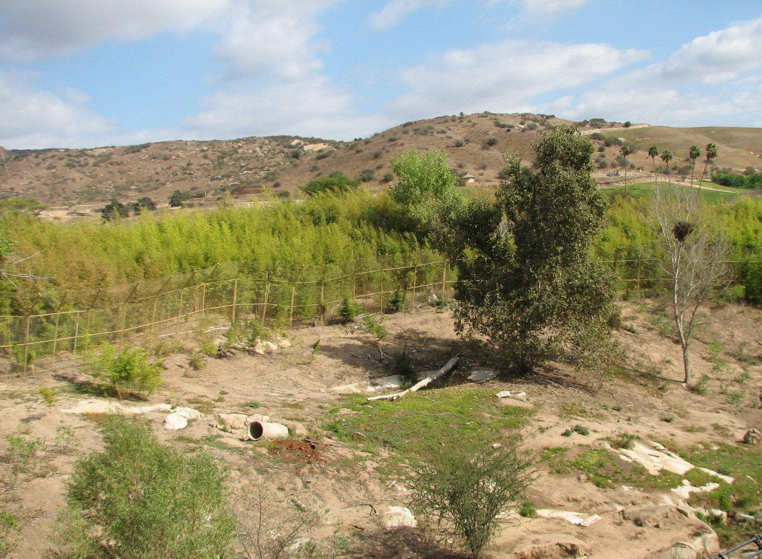 Sumatran Tiger Exhibit