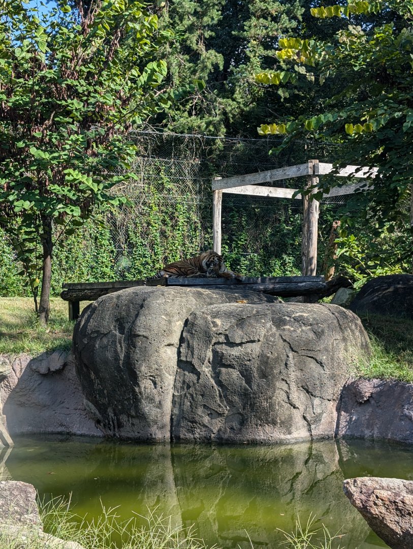 Sumatran Tiger exhibit