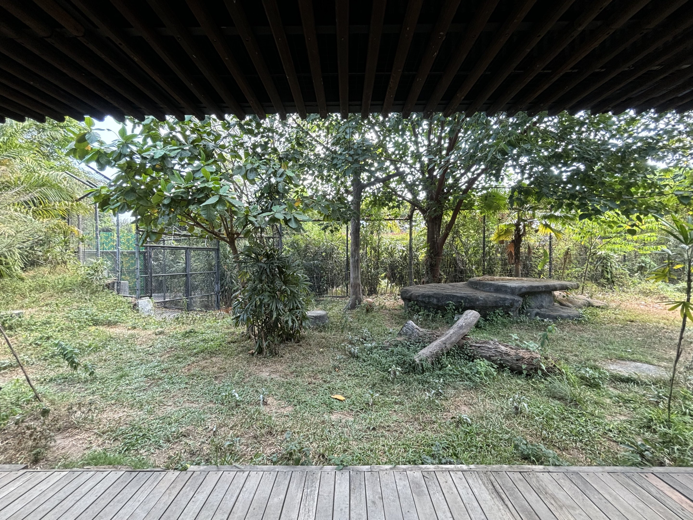 Sumatran Tiger Exhibit