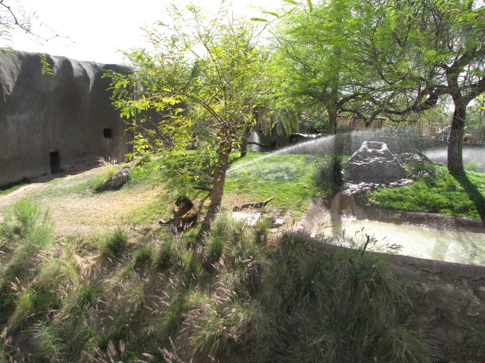 Sumatran Tiger Exhibit