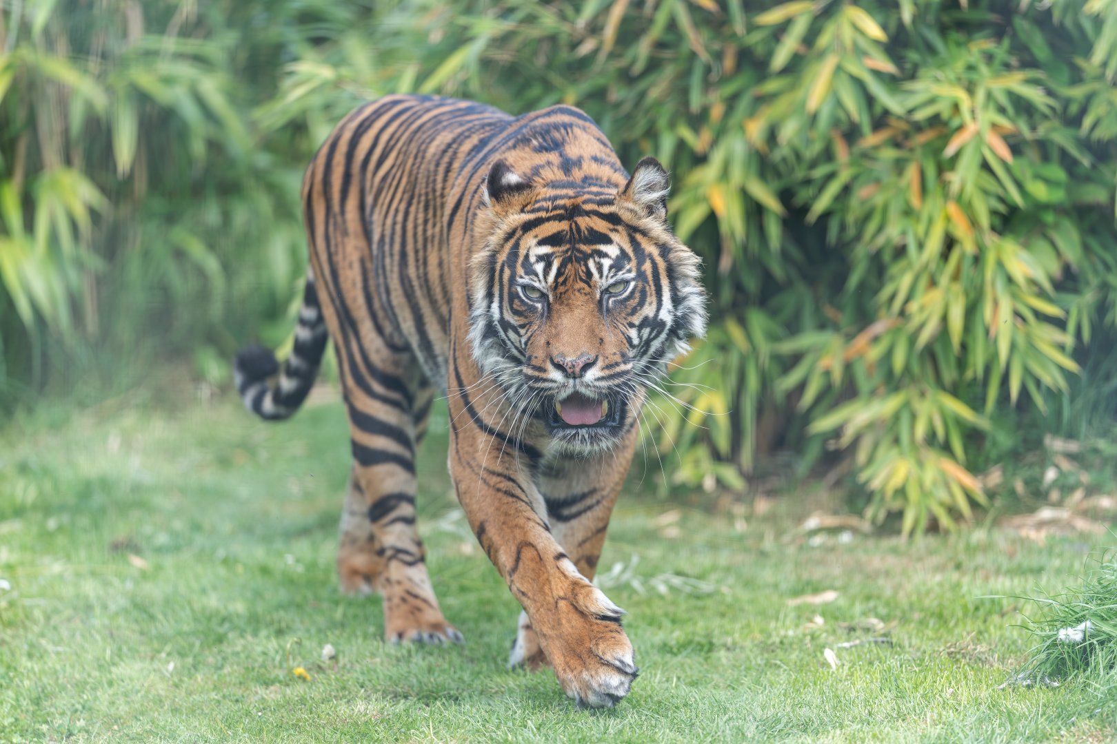 Sumatran Tiger (f) Shepreth, UK