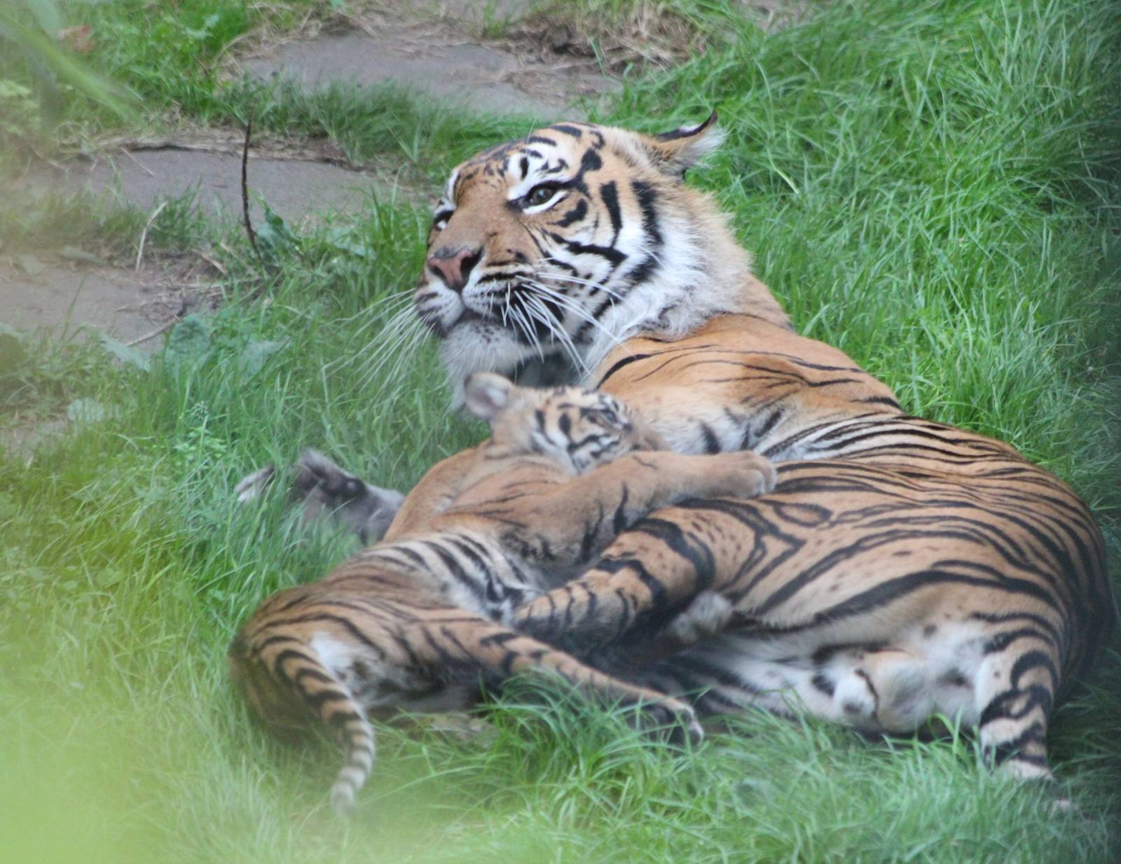 Sumatran Tiger, Fabi with cub