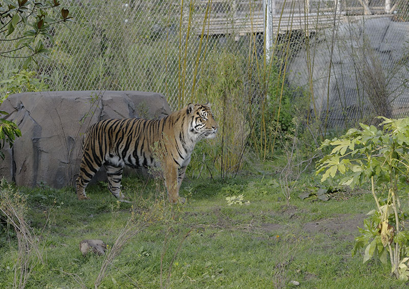 Sumatran tiger, Fabi