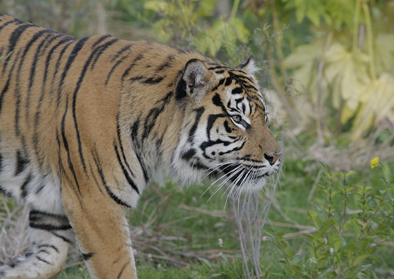 Sumatran tiger, Fabi