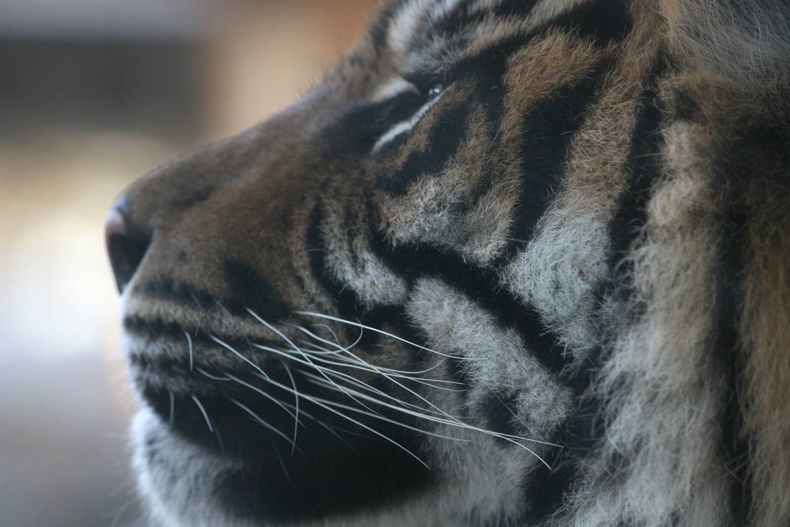 Sumatran tiger face - Parken Zoo
