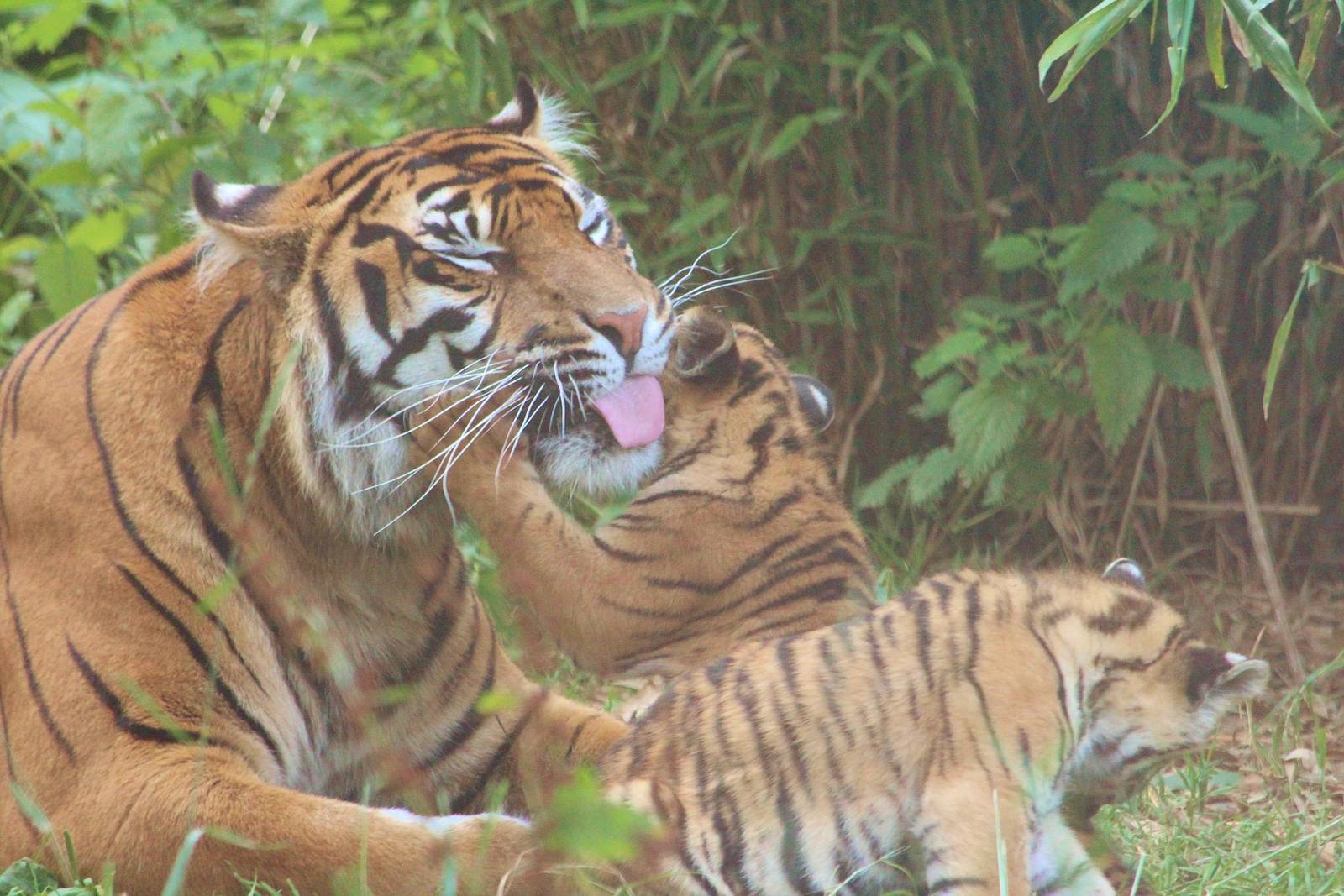 Sumatran Tiger family