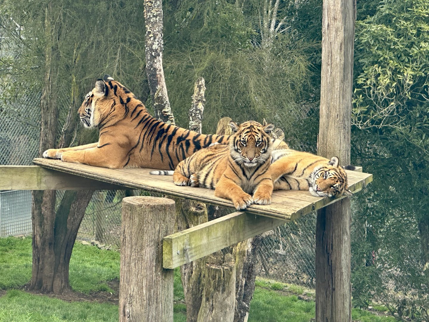 Sumatran tiger family