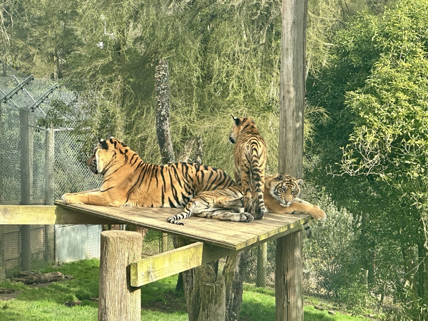Sumatran tiger family