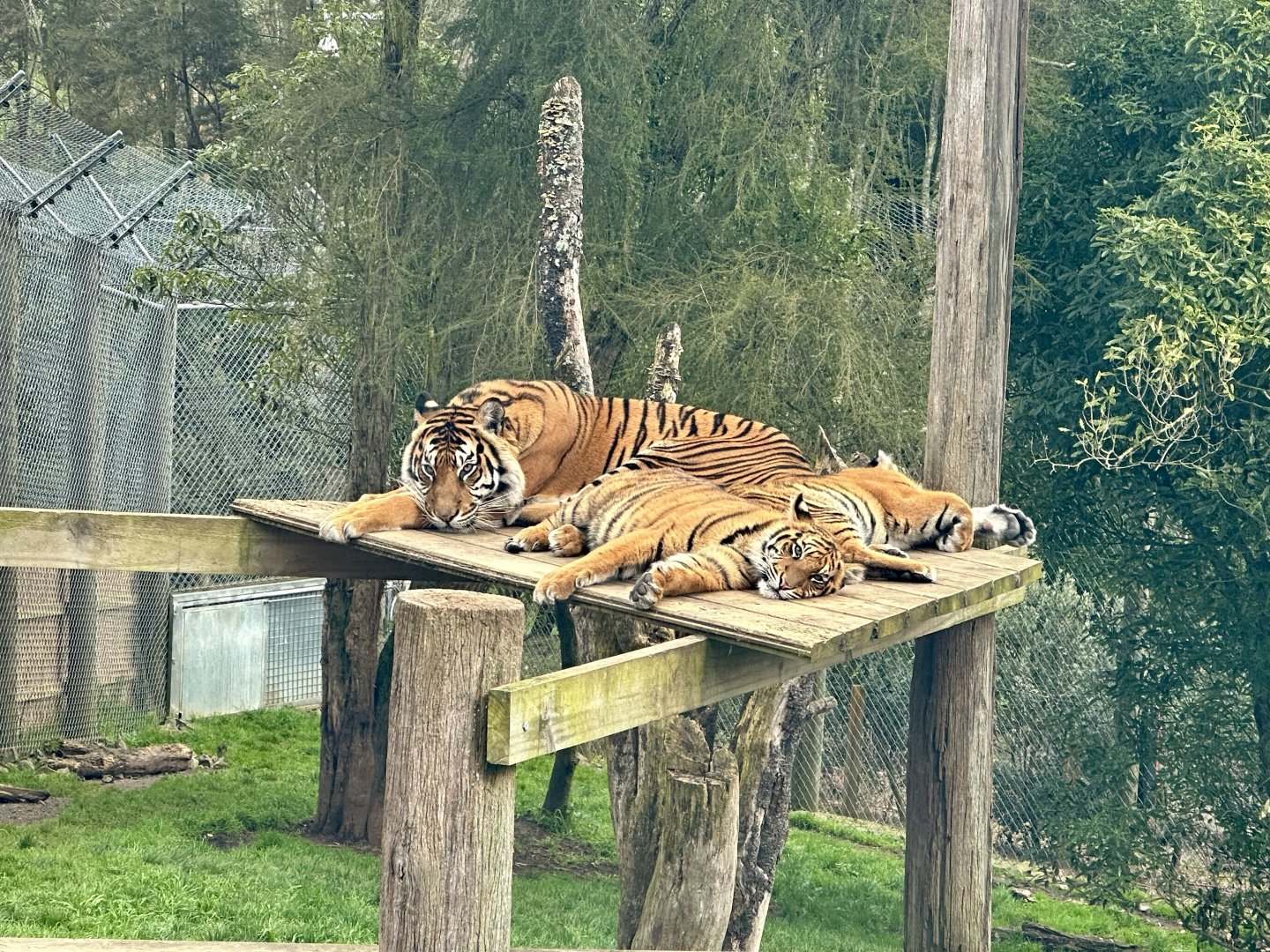 Sumatran tiger family