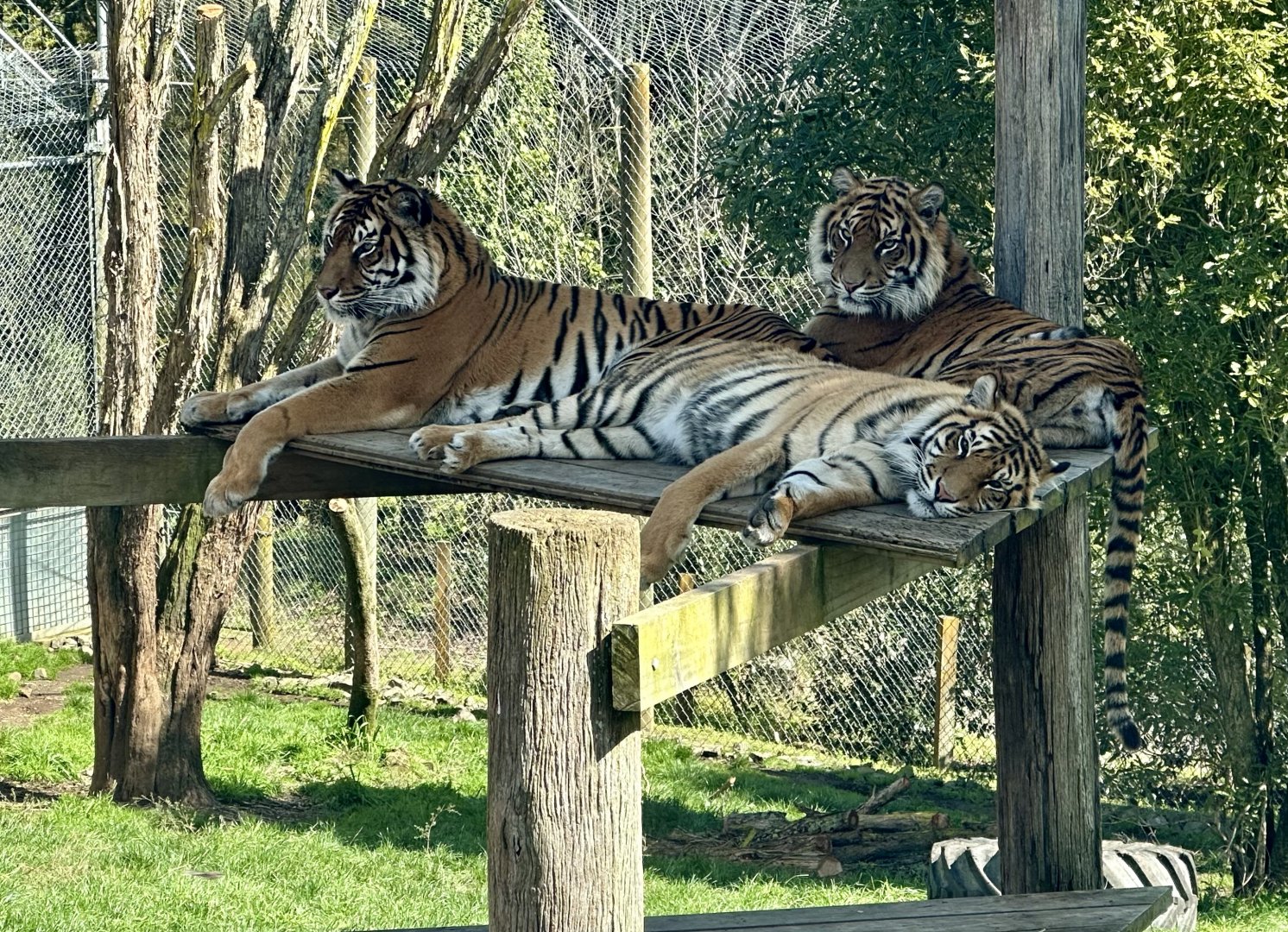 Sumatran Tiger Family