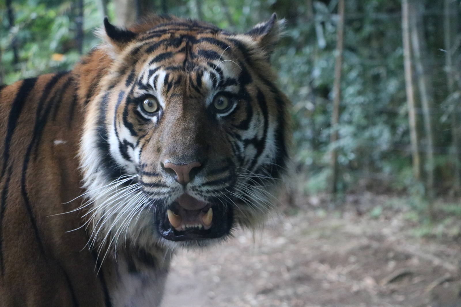 Sumatran tiger, February 2016