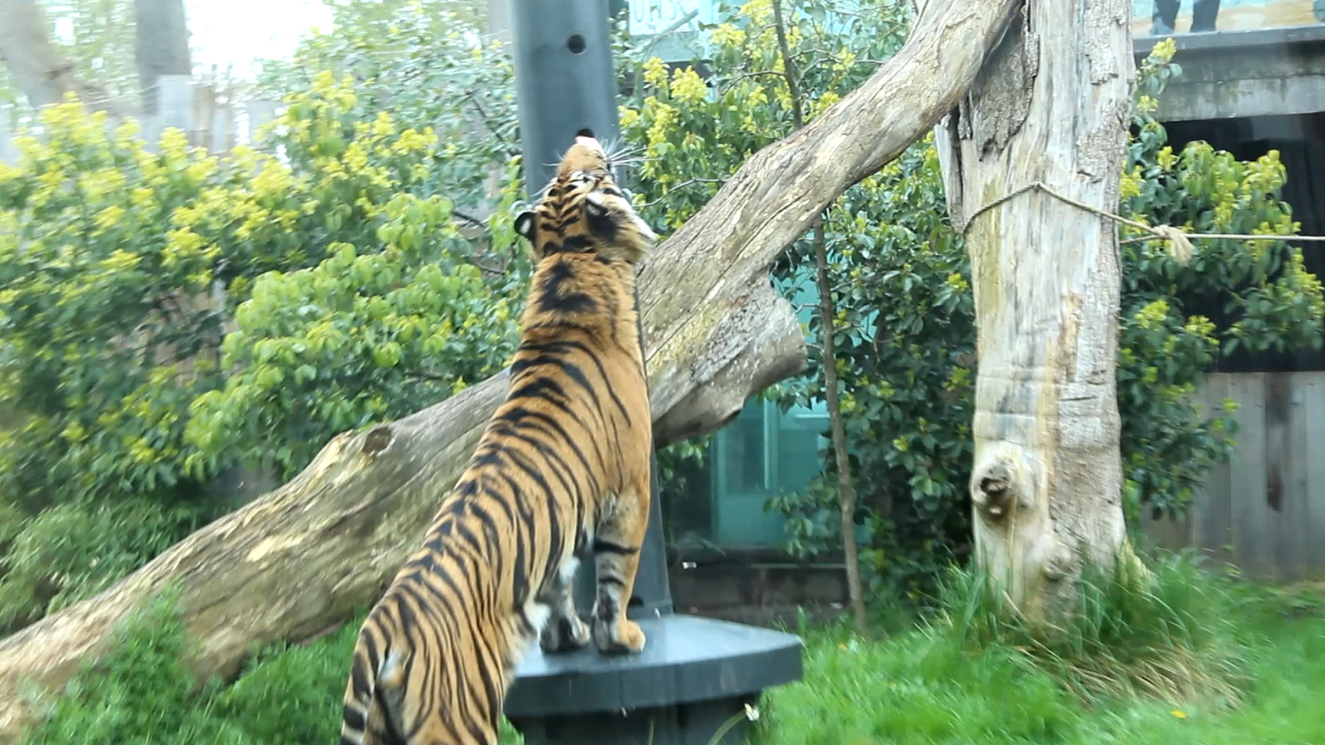 Sumatran Tiger feeding