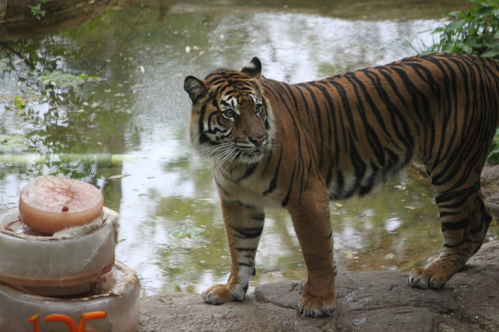 Sumatran tiger female