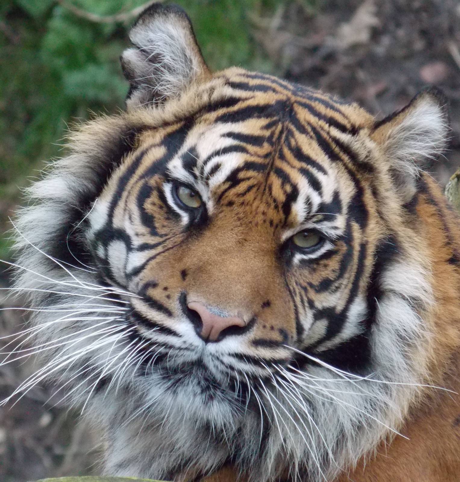 Sumatran tiger, female