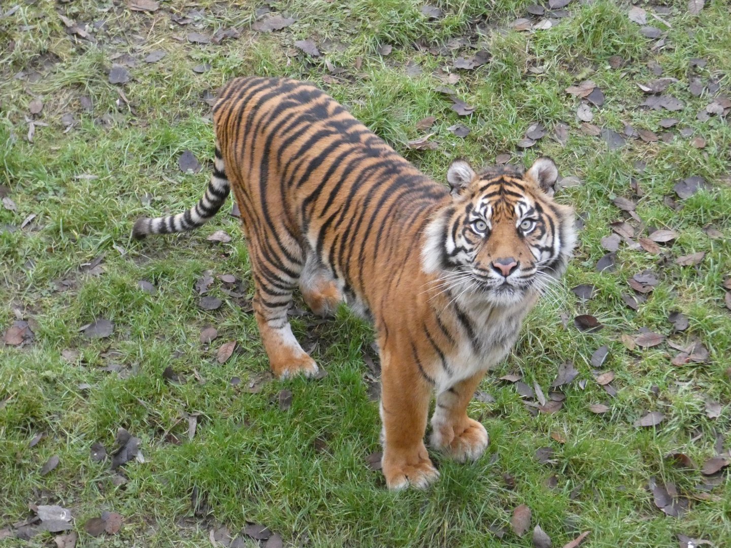 Sumatran tiger female