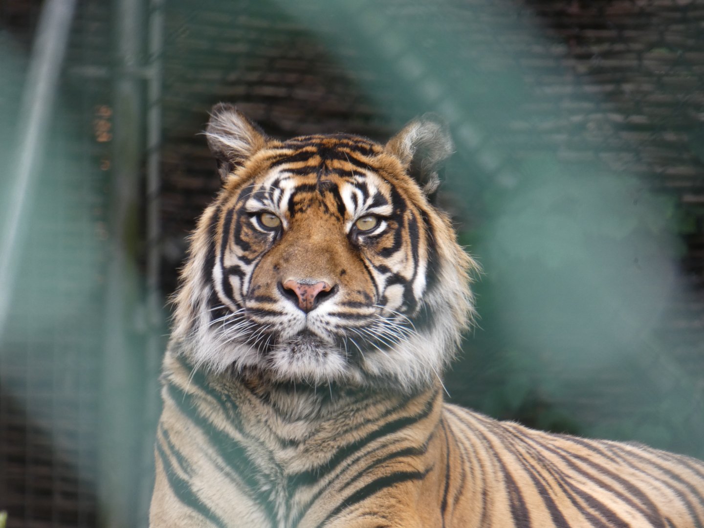 Sumatran tiger female