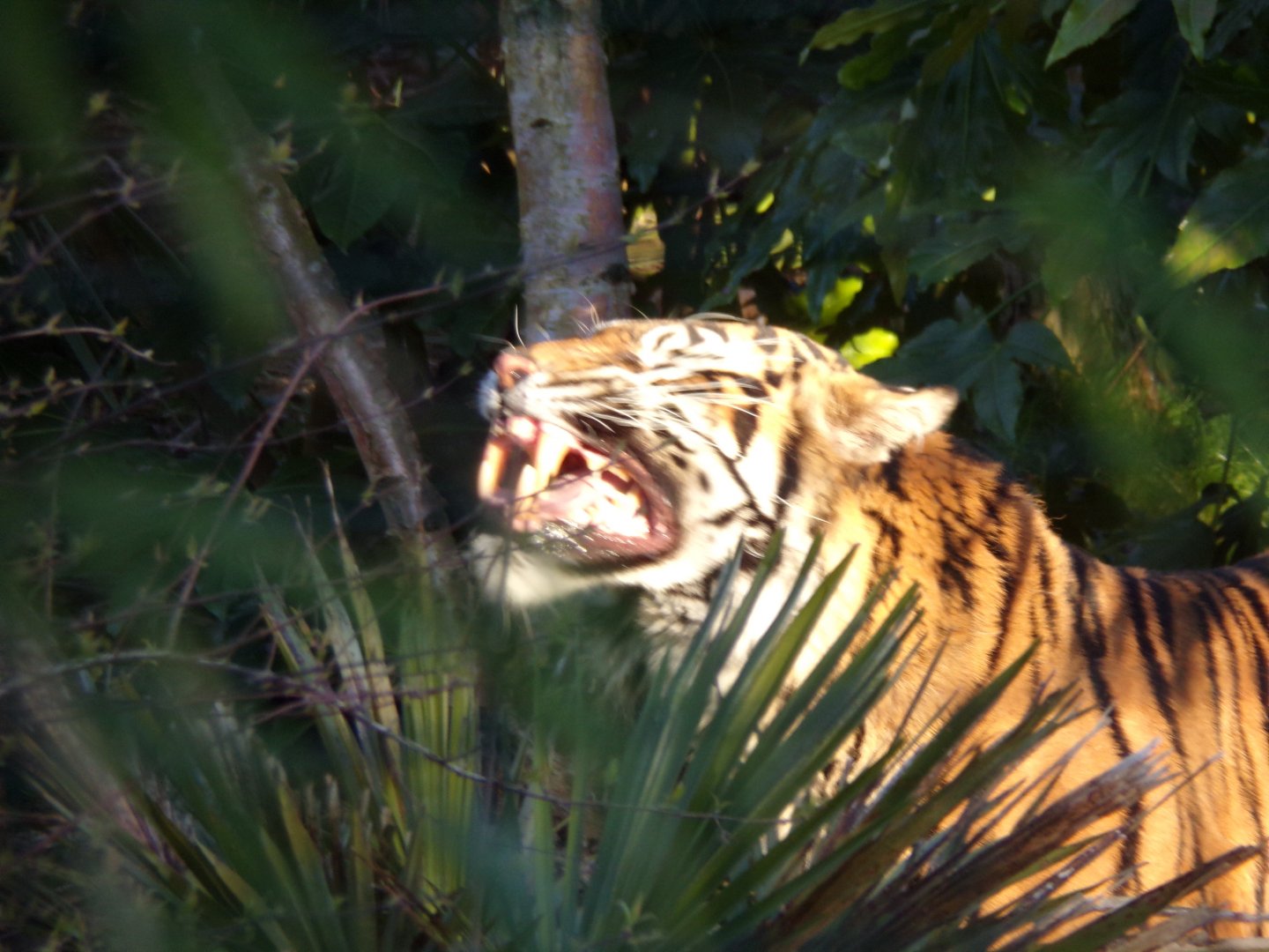 Sumatran tiger flemen response 1.3.25