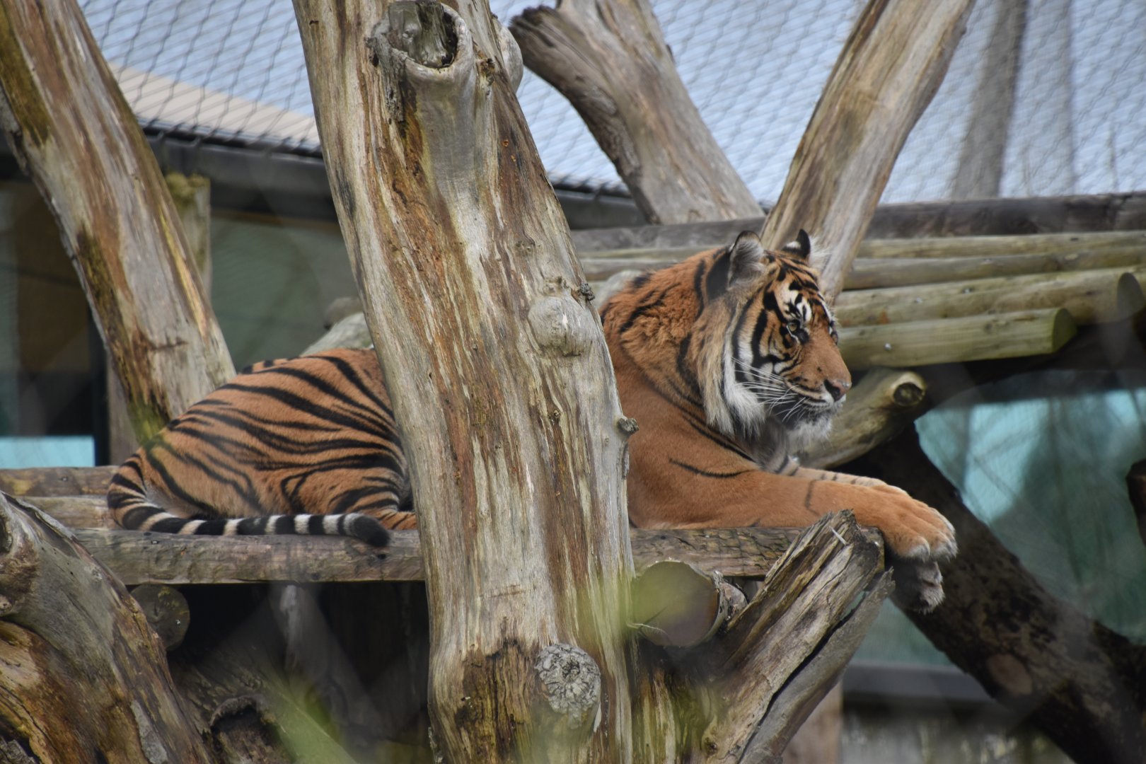 Sumatran tiger from the side